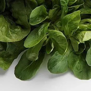 Skjæveland Gardsutsalg Feldsalat stk fersk mild