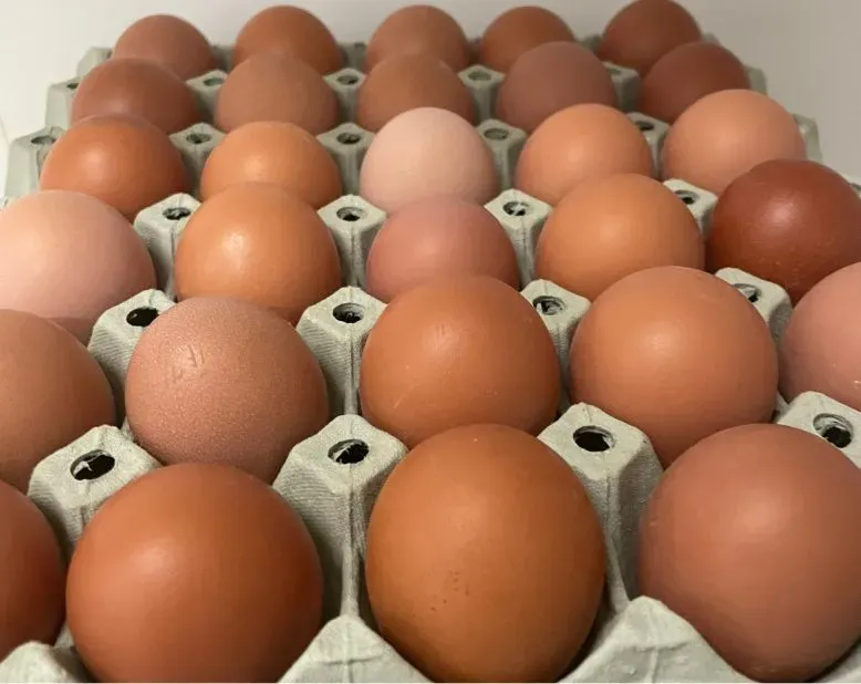 Skjæveland Gardsutsalg store brune egg 30 stk på brett