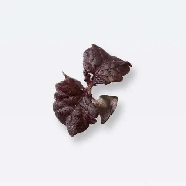 The Farm Society Shiso mikrogrønt fersk frisk