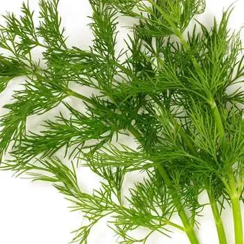 Skjæveland Gardsutsalg dill krydder per pose mild