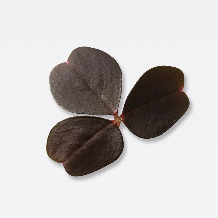 The Farm Society oxalis frø syrlig