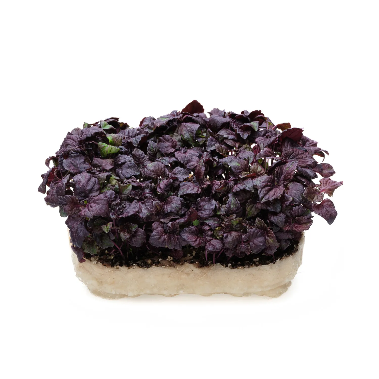 The Farm Society Shiso mikrogrønt fersk frisk